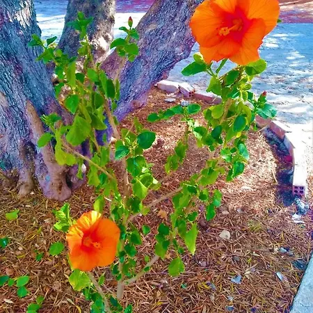 Апартаменты Blue By Irene